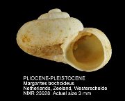 PLIOCENE-PLEISTOCENE Margarites trochoideus